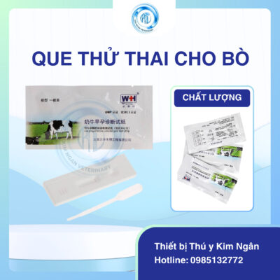 Que thử thai cho Bò