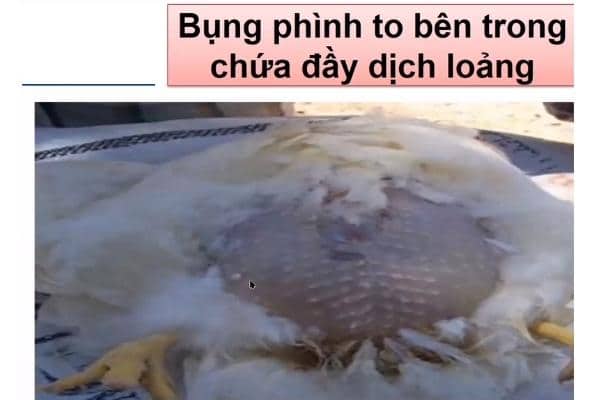 Biểu hiện bụng phình to sau khi gà chết