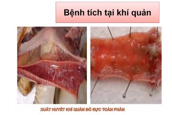 Bệnh tích tại khí quản